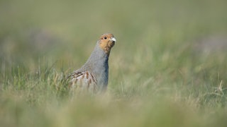 Ein Rebhuhn-Männchen sitzt in einem Feld