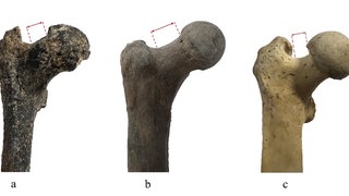 Der Oberschenkel von Graecopithecus aus Azmaka, Bulgarien (links), in der Mitte der Oberschenkelknochen eines späteren Menschheitsvorfahren im Vergleich zu dem eines eines Schimpansen (rechts). 