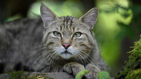 Eine Wildkatze beobachtet aufmerksam ihre Umgebung im Wald. Sie ist zunehmend in Menschennähe zu finden, so die Forschung aus Tübingen.