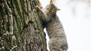 Eine Wildkatze klettert auf einem Baum. Sie ist nicht mehr nur im Wald unterwegs, sondern dort, wo sie vorkommt, auch in der Landwirtschaft.