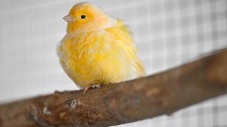 Ein Kanarienvogel sitzt in einem Käfig. Ein Lkw-Fahrer setzte seinen Vogel "zum Lüften" in eine Grünfläche auf einem Parkplatz der A81. Damit verursachte er einen Polizeieinsatz.