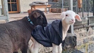 Die beiden Lämmer Johnny und Fred sind bei Manuela Lang in Haigerloch eingezogen und toben sich auf ihrer Terrasse aus. Sie hat sie mit der Flasche aufgezogen.