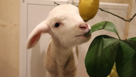 Bocklamm Fred knabbert im Wohnzimmer an Manuela Langs Zitronenbaum. Sie hat in Haigerloch zwei Lämmer aufgenommen und mit der Flasche aufgezogen.
