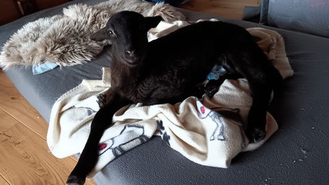 Das Lamm Johnny ist bei Manuela Lang in Haigerloch als erstes eingezogen. Sie hat ihn mit der Flasche aufgezogen.