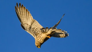 Ein Turmfalke im Sonnenlicht am frühen Morgen am Himmel. Ein Falke hat im Kreis Reutlingen für einen ungewöhnlichen Wildunfall gesorgt.