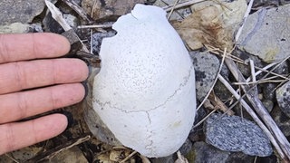 Ein Stück eines menschlichen Schädels liegt auf dem Boden. Bei Rottenburg am Neckar hat ein Angler den Knochen gefunden.