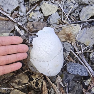 Ein Stück eines menschlichen Schädels liegt auf dem Boden. Bei Rottenburg am Neckar hat ein Angler den Knochen gefunden.