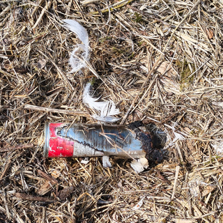 Eine angekokelte Spraydose liegt im zerstörten Nest der Schwäne in Hermentingen