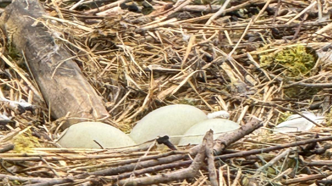 Drei Eier in einem Nest von Schwänen in Hermentingen, bevor sie von Unbekannten zerbrochen wurden. 
