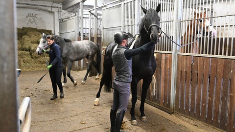 Ein Reiter pflegt sein Pferd in einem Stall des Haupt- und Landgestüts Marbach (Archivbild).