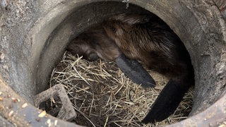 Ein Biberpaar hat einen Damm im Regenwasserkanal in Rietheim-Weilheim gebaut und musste umgesiedelt werden.