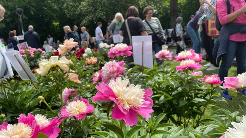 Große rosa Blumen und viele Besucher und Besucherinnen auf der Gartenmesse GardenLife in Reutlingen.