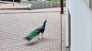 In einer Einfahrt in Sonnenbühl-Genkingen läuft ein Pfau frei herum