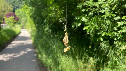 Mehrere Raupen der Gespinstmotte hängen an einem gesponnenen Faden von einem Baum herab.