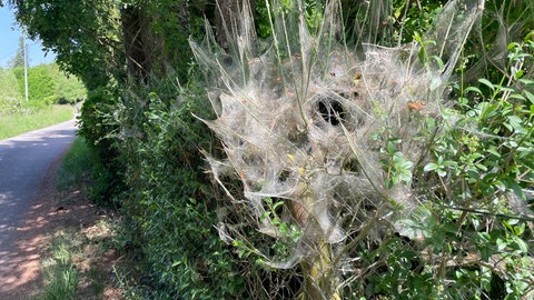 Die Raupe der Gespinstmotte hat einen Strauch zugesponnen