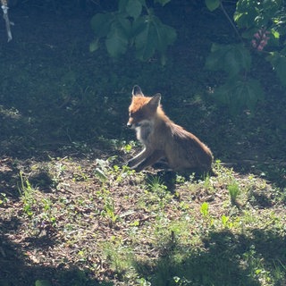 Ein Fuchs zeigt sich den Mitarbeitenden von APT Prothesen Neckar-Alb in Mössingen. Jetzt ist er tot. Wurde er vergiftet?
