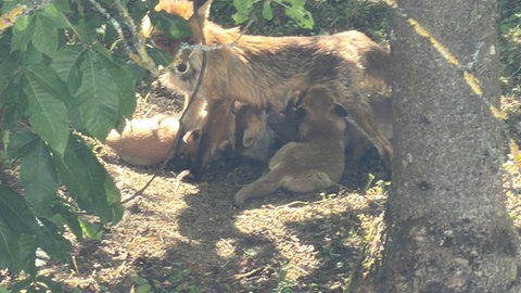 Eine Fuchsfamilie hat sich im Firmengarten der Mössinger Firma APT niedergelassen. Jetzt sind sie tot. Die Polizei sieht Hinweise für eine Vergiftung.