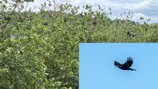 Krähen in Tübingen Montage