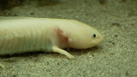 Ein Axolotl. Björn Gruners Notheimat bietet exotischen Tieren ein Zuhause. 