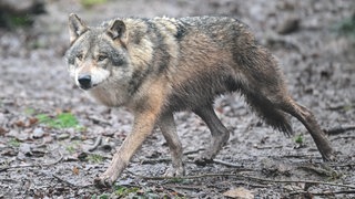 Ein Wolf läuft durch einen Wald. (Archivbild)