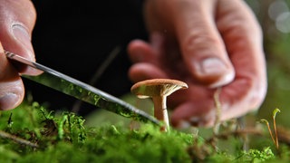 Eine Pilzsammler schneidet einen Pilz ab