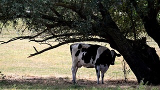 Symbolbild: Eine Kuh steht auf einer trockenen Weide unter einem Baum. Bei vielen Landwirten in der Region wird nach dem trockenen Sommer das Futter für die Tiere knapp.