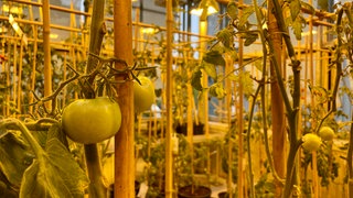 Tomaten im Gewächshaus der Uni Tübingen: Kann KI Pflanzenzüchtern in Zeiten des Klimawandels helfen? Nachgefragt bei Professor Lahaye.