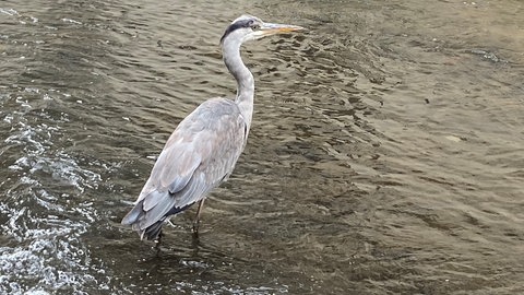 Fischreiher mit Hang zur Stadtatmosphäre: Dieses Exemplar fühlt sich in der Ulmer Altstadt offenbar wohl. (18.4.)
