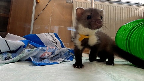 Ein junger Marder stiefelt durch sein Gehege. Neurierig schaut er umher.