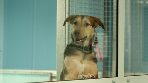 Ein Hund im Tierheim Ulm schaut freudig hinter einer Glaswand. Bei Hitze darf er nicht mehr zum gassi gehen abgeholt werden.