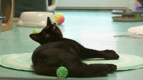Eine schwarze Katze liegt auf einer Kühlmatte im Tierheim Ulm. Diese Kühlmatte soll bei Hitze helfen, auch beim Transport von Kaninchen.