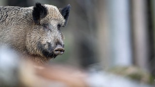 Alt: Ein Jäger hat im Ostalbkreis bei der Wildschweinjagd wohl versehentlich einen Kollegen am Kopf getroffen.