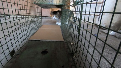 Neugierig sind die Katzen vom Bauernhof. Aber schlau genug, nicht in die Falle der Katzenhilfe zu tappen.
