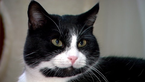 Mal sehr aktiv, mal schläfrig: Katze Elsa fühlt sich wohl bei der Katzenhilfe Ehingen. 