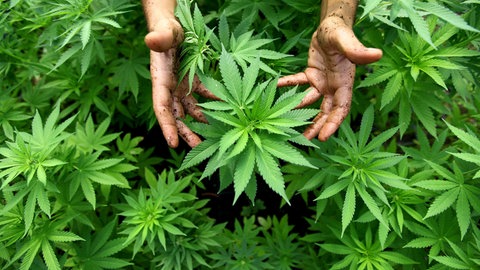 Eine Hand mit Erde inmitten von Cannabispflanzen. Sei der Teillegalisierung ist der Eigenanbau von Cannabis in Teilen möglich.