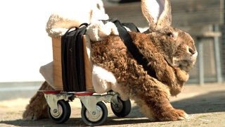 "Hot Wheels" heißt der Rammler, der im Tierheim Dreherhof in Aalen (Ostalbkreis) abgeliefert wurde. Er galt als hoffnungsloser Fall, denn er war gelähmt. Im Tierheim bekam das Riesenkaninchen dann einen Rollator. 