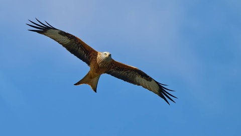 Rotmilan in der Luft. Mehrere Rotmilane wurden in Blaubeuren-Seißen wohl durch Giftköder getötet. Die Polizei ermittelt wegen Verstößen gegen das Tier- und Naturschutzrecht und bittet um Hinweise aus der Bevölkerung.