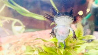 En dunkles Axolotl schaut aus dem Aquarium bei Familie Jans in Dornstadt.