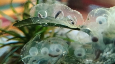 Kleine Böhnchen in durchsichtigen Blasen kleben auf Wasserpflanzen. Es sind die Eier von einem Axolotl, das bei Familie Jans in Dornstadt lebt.