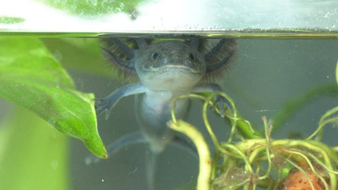 Ein dunkles Axolotl schaut bei Familie Jans in Dornstadt aus dem Aquarium.