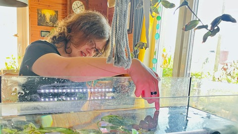 Hjordis taucht einen Finger in ein Aquarium mit Axolotl. Familie Jans hält in ihrem Haus in Dornstadt 41 Tiere.