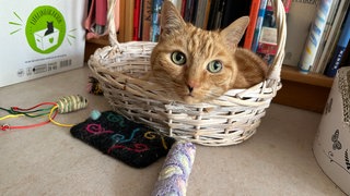 Für Kater Frederick, liebevoll "Fritzi" genannt, ist Frauchen Ute natürlich die erste Wahl - aber notfalls ist auch die Catsitterin ganz okay für ihn