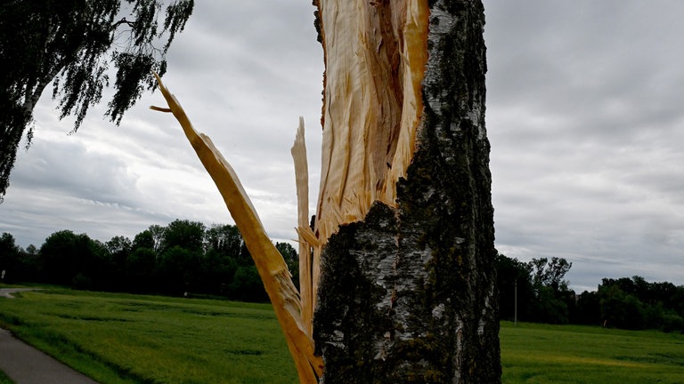 Die Baumstämme haben durchgehalten in Ulm-Donaustetten, nicht aber die Äste. 