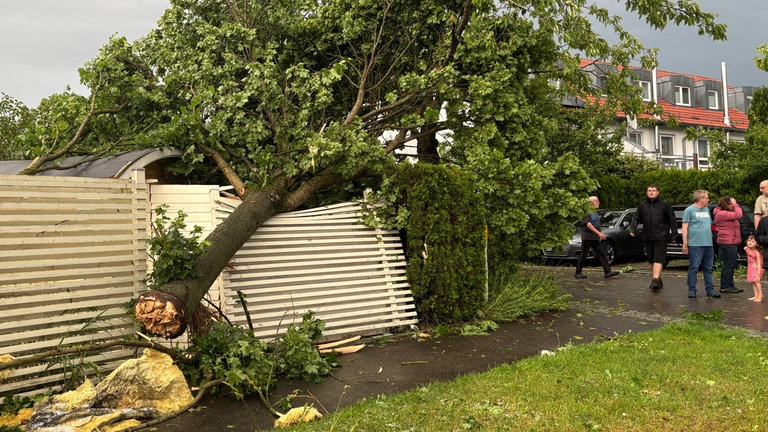 Diesen Baum hat's übel erwischt in Donaustetten. Die Böen haben ihn aus seiner Verwurzelung regelrecht herausgedreht.