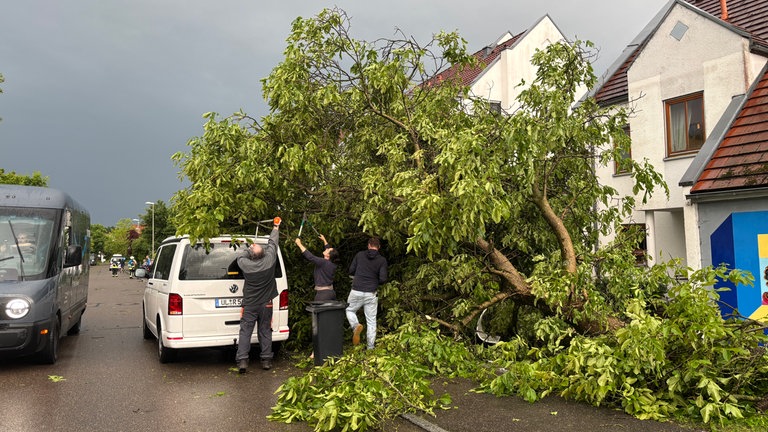 Besondere Begegnung von Auto mit Baum. Beides zu trennen, kostet viel Kraft.