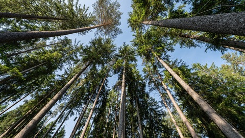 Von oben betrachtet sieht die Lage gut aus. Aber unter der Oberfläche herrscht laut Helmholz-Institut im Ostalbkreis "schwere Dürre", teils sogar "extreme Dürre".