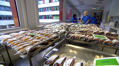 Auf sterilen Tischen liegen viele Beutel mit Blutspenden. Mitarbeitende verarbeiten sie zu Blutkonserven.