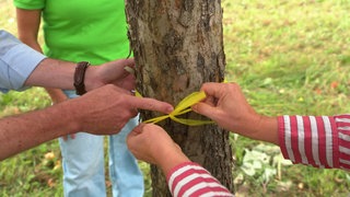 Hände knoten ein gelbes Band um den Stamm eines Apfelbaums: Wo solch ein gelbes Band um den Stamm eines Obstbaums gebunden ist, heißt es: Ernten erlaubt! Das Signal erteilt allen die Freigabe, zu pflücken und sich zu bedienen.