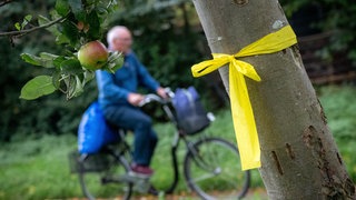 Wo ein gelbes Band um einen Baumstamm gewickelt ist, heißt es: Ernte frei!