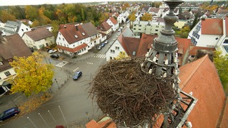 Bis zu 100 Kilogramm Storchenkot und Schlamm lasten auf dem Storchennest. Das wird für das Rathausdach in Langenau zu schwer. 
